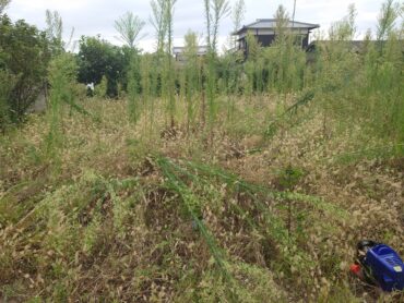 愛媛県|太陽光パネル清掃メンテナンス|株式会社アイエネ 草刈り