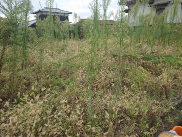 愛媛県|太陽光パネル清掃メンテナンス|株式会社アイエネ 草刈り